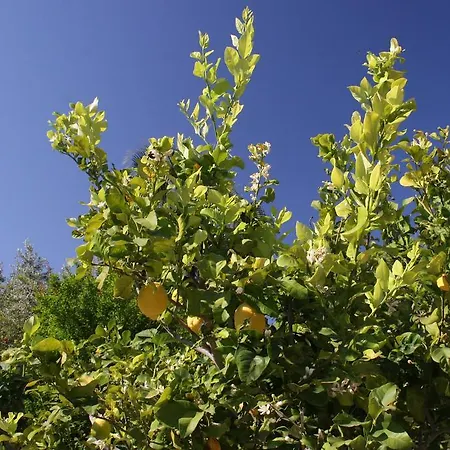 Βίλα Elena Πόλη